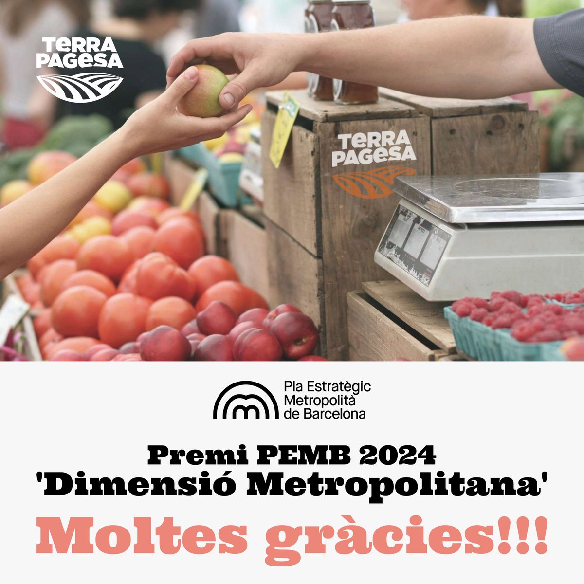 Moltes gràcies <a href="/pembarcelona/">Pla Estratègic Metropolità de Barcelona (PEMB)</a> per concedir-nos a  #TerraPagesa el Premi ‘Dimensió Metropolitana’ 2024,  pel nostre foment a l’agricultura de proximitat! 🙌

El lliurament, el 18/10, a Granollers. Us hi esperem! 🤗

🔗Comunicat:
uniopagesos.cat/comunicat-de-p…

<a href="/TerraPagesa/">Terra Pagesa</a>
<a href="/uniopagesos/">Unió de Pagesos</a>