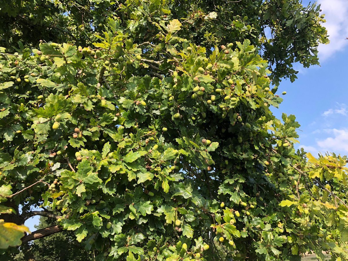 🌳 We’re excited to continue our acorn collection for the third year! This season’s abundant crop from resilient parkland oaks supports our commitment to sustainable woodland restoration. 🌱These acorns will grow in our peat-free nursery, nurturing the veteran oaks of the future.