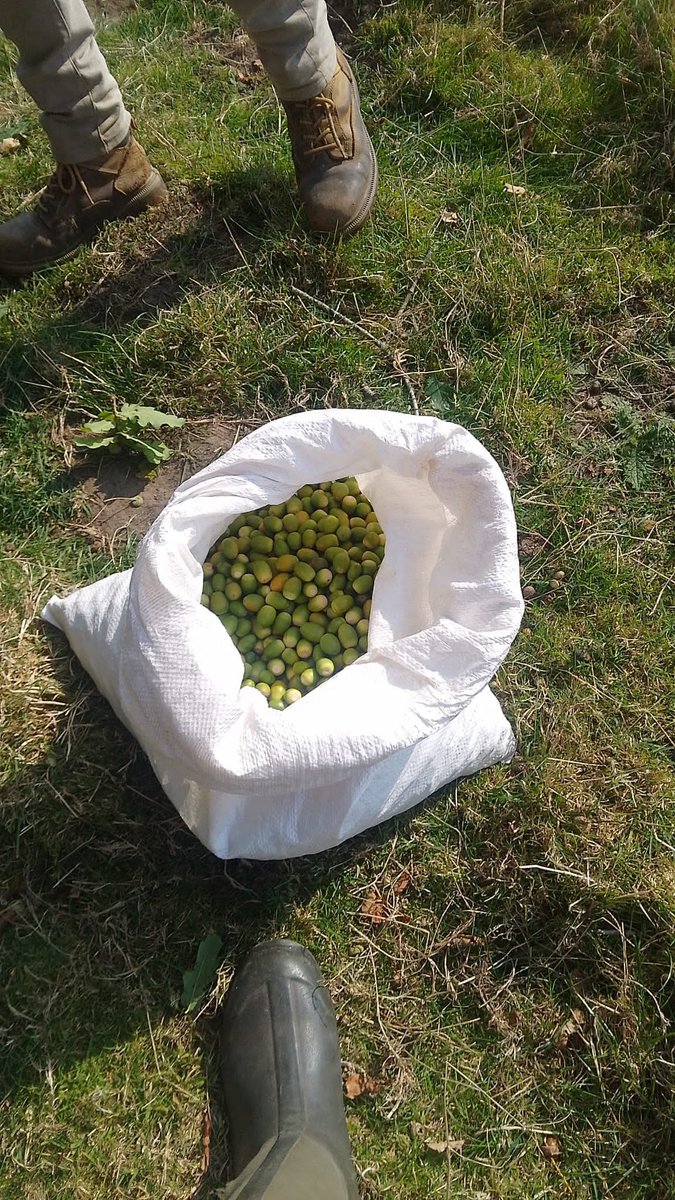AlbEnvironment's tweet image. 🌳 We’re excited to continue our acorn collection for the third year! This season’s abundant crop from resilient parkland oaks supports our commitment to sustainable woodland restoration. 🌱These acorns will grow in our peat-free nursery, nurturing the veteran oaks of the future.