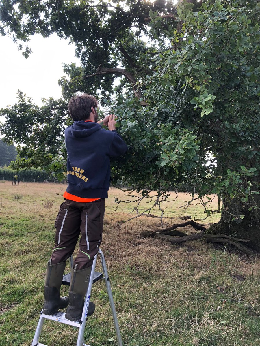 AlbEnvironment's tweet image. 🌳 We’re excited to continue our acorn collection for the third year! This season’s abundant crop from resilient parkland oaks supports our commitment to sustainable woodland restoration. 🌱These acorns will grow in our peat-free nursery, nurturing the veteran oaks of the future.