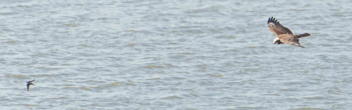 John Thorpe tweet media