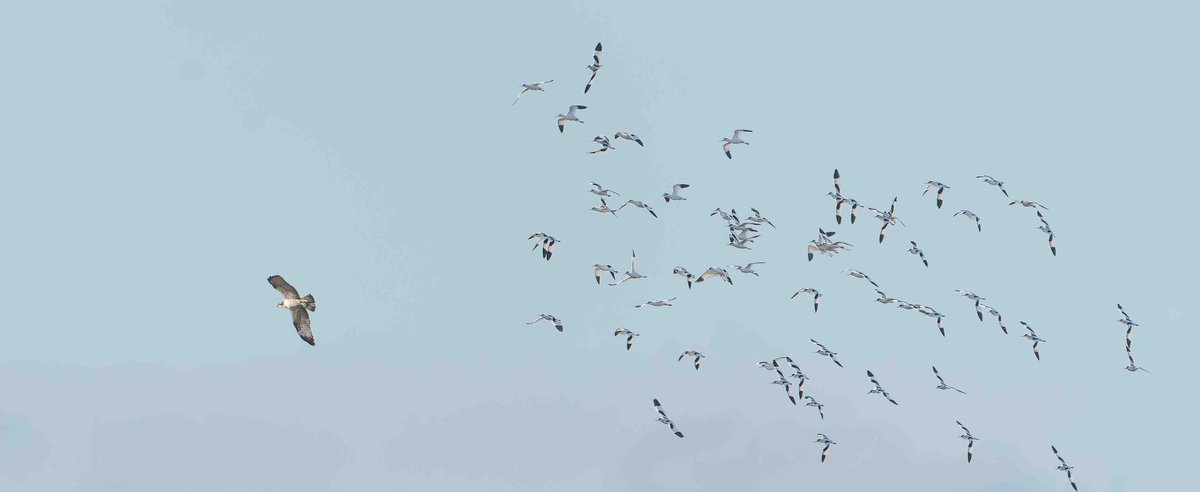 John Thorpe tweet media