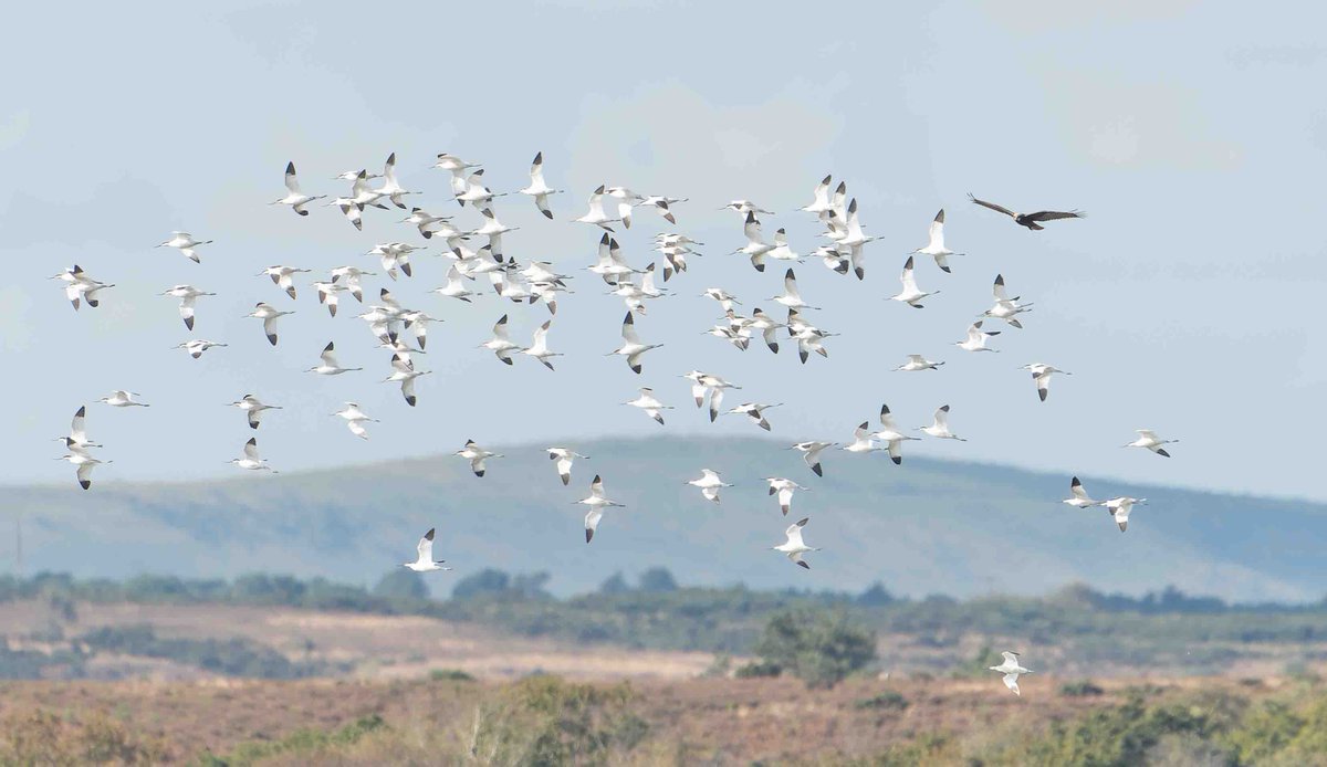 John Thorpe tweet media