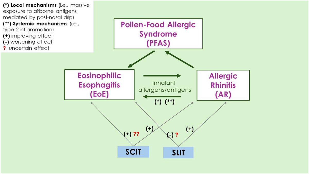 worldallergy's tweet photo. #WAOJournal - #Eosinophilic #esophagitis and #inhalant #antigens: Pointing out the roles of #allergic #rhinitis, #immunotherapy and #biologic treatment. Open Access. https://t.co/jebxXTwWDn https://t.co/E320efHi89