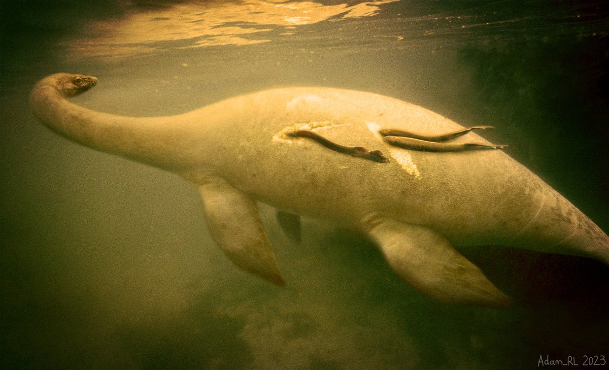 adam_rl_art's tweet image. #PortfolioDay 

I&apos;m Adam and I&apos;m a freelance illustrator/ concept artist. I like to draw creatures - real or imagined, extant or extinct! I&apos;m open for commissions and available for work (link in bio!) 🦖🐟🐉