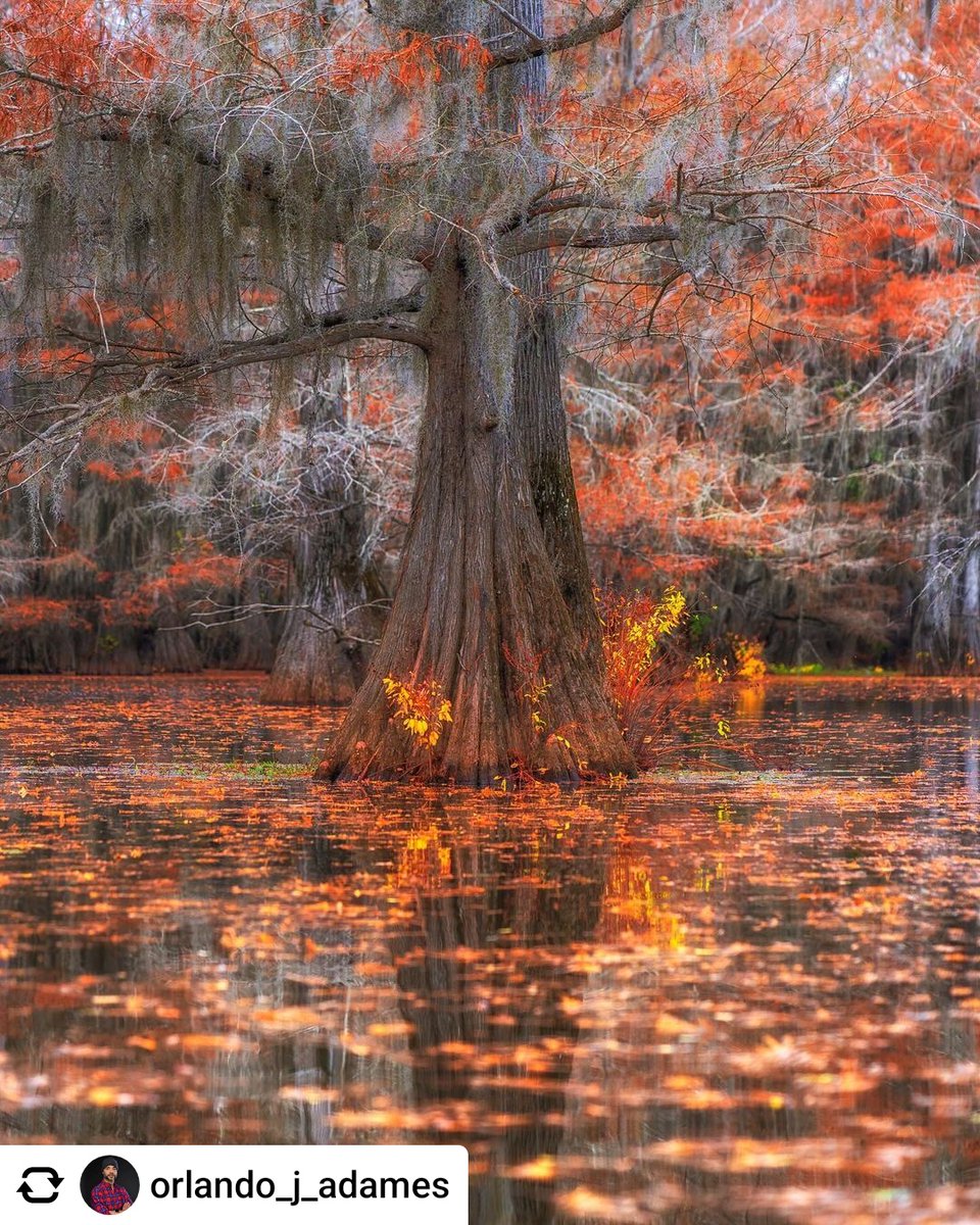 Cypress_Info's tweet photo. Fall is a beautiful season!
Photo by @orlando_j_adames
#TreeTuesday #SouthernCypress #cypress #cypresstrees #baldcypress #baldcypresstrees #RealAmericanHardwood #AmericanHardwoods #nature #naturephotos #naturepics #landscapephotos #landscapepics #treephotos #treepics https://t.co/nmTYDlKxKK