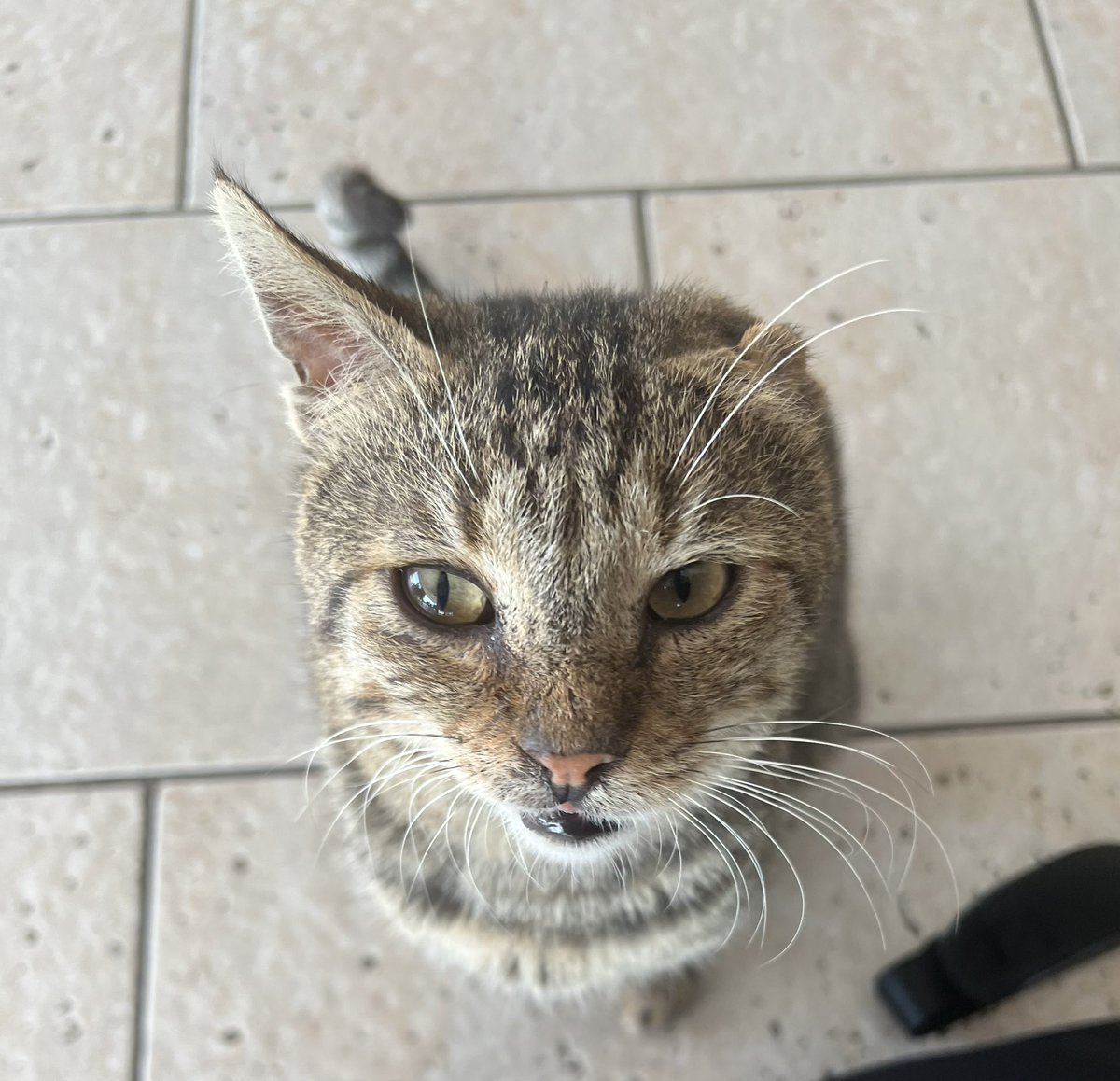 LynnFOI's tweet photo. Currently in Turkey on holiday so missing this year, but one of the hotel cats, Van Gogh, says hello from Kuşadasi #dppcpets https://t.co/fANFLbS6xF