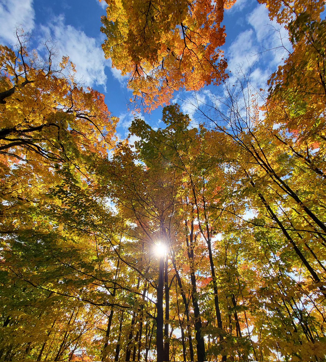 WizzzDom 🇨🇦 tweet media