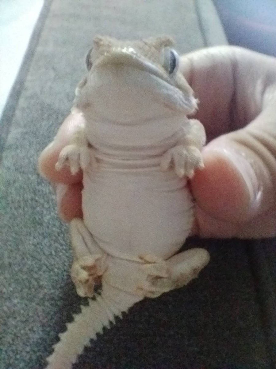 renigurado's tweet photo. 次男から送られてきた…
メッコは出すなって言ってるのに
メッコにちょっかい出す💦
メッコもまんざらではないのか？ https://t.co/TZAwj0V9Pf
