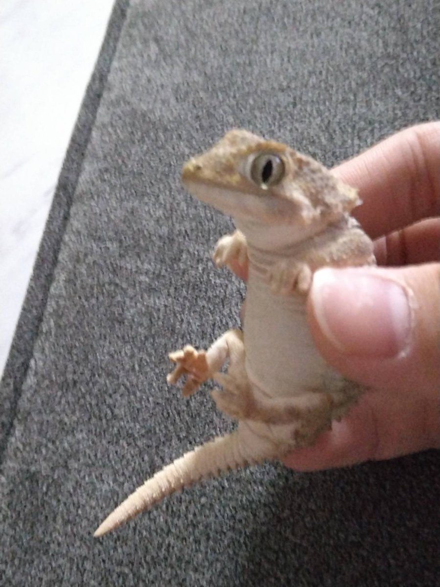 次男から送られてきた…
メッコは出すなって言ってるのに
メッコにちょっかい出す💦
メッコもまんざらではないのか？