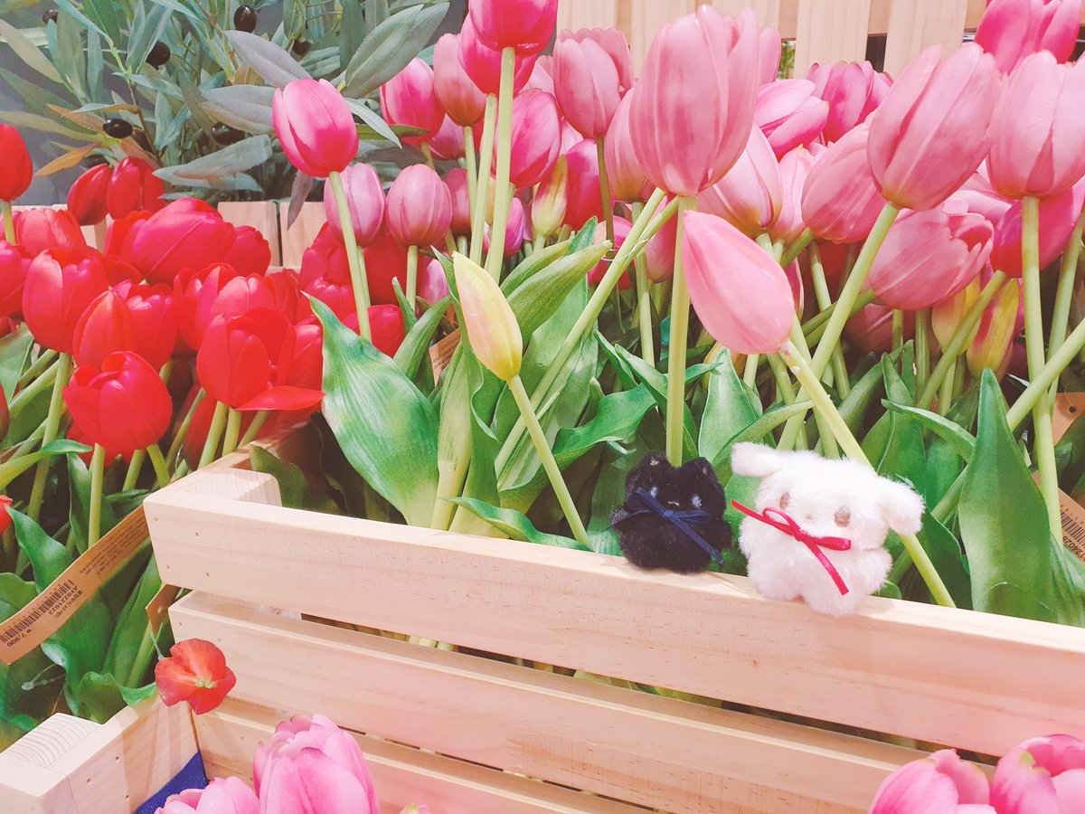 븨틱농구쇼비맙의 미유⊙▽⊙💗 tweet media