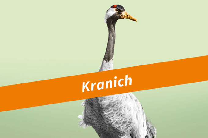 Kranichschutz's tweet photo. Wähle den Kranich zum Vogel des Jahres 2025! Dringend – Endspurt – Bitte Teilen!
Einfach diesen Link nutzen https://t.co/X2rTcPNwcK und über das Wahlkampfteam "Kranichschutz Deutschland" dem Kranich eine Stimme abgeben!
Danke!
#naturfotografie #kraniche #nabu #vogeldesjahres https://t.co/E22HllCYVw