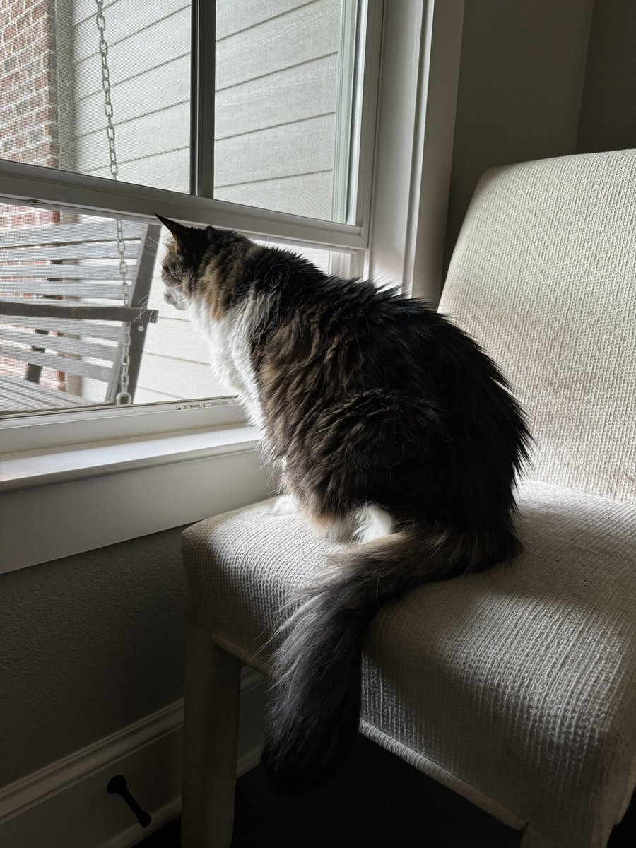 I am doing my #Hedgewatch this morning. Mom opened the window for me. Feels like fall. Thank you everyone for the good wishes when I was in the hospital. I am doing ok. Mom worries about me though. We are thinking about our friends in FL 😸