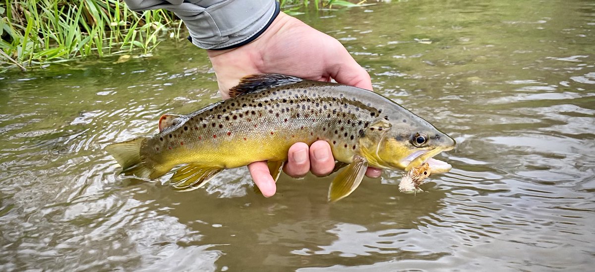 BespokeFlies's tweet photo. I did not make it to the Driftless this year, I miss it. I miss the people, the scenery, and these fish. #flyfishing #flytying https://t.co/qVQQICJlIa