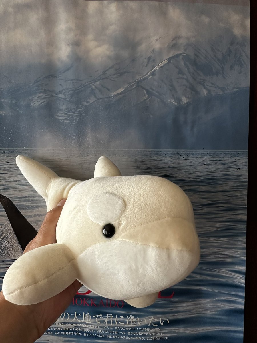 知床ドリーム tweet media