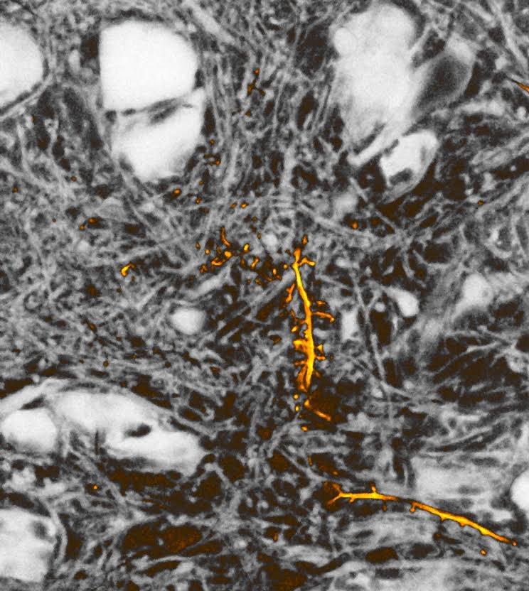 🇺🇦TønnesenLab tweet media