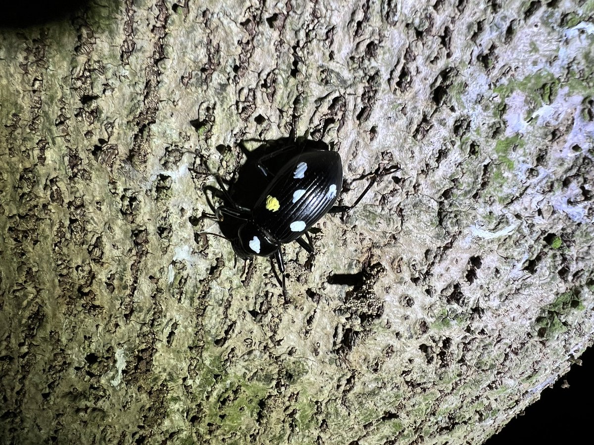 foolforaclient's tweet photo. Critically endangered beetles on Lord Howe Island recaptured 7 months after we first marked them. Amazing result and an amazing research location. Collaboration between @nswdcceew and @austmus. https://t.co/yRfjsuzXrY