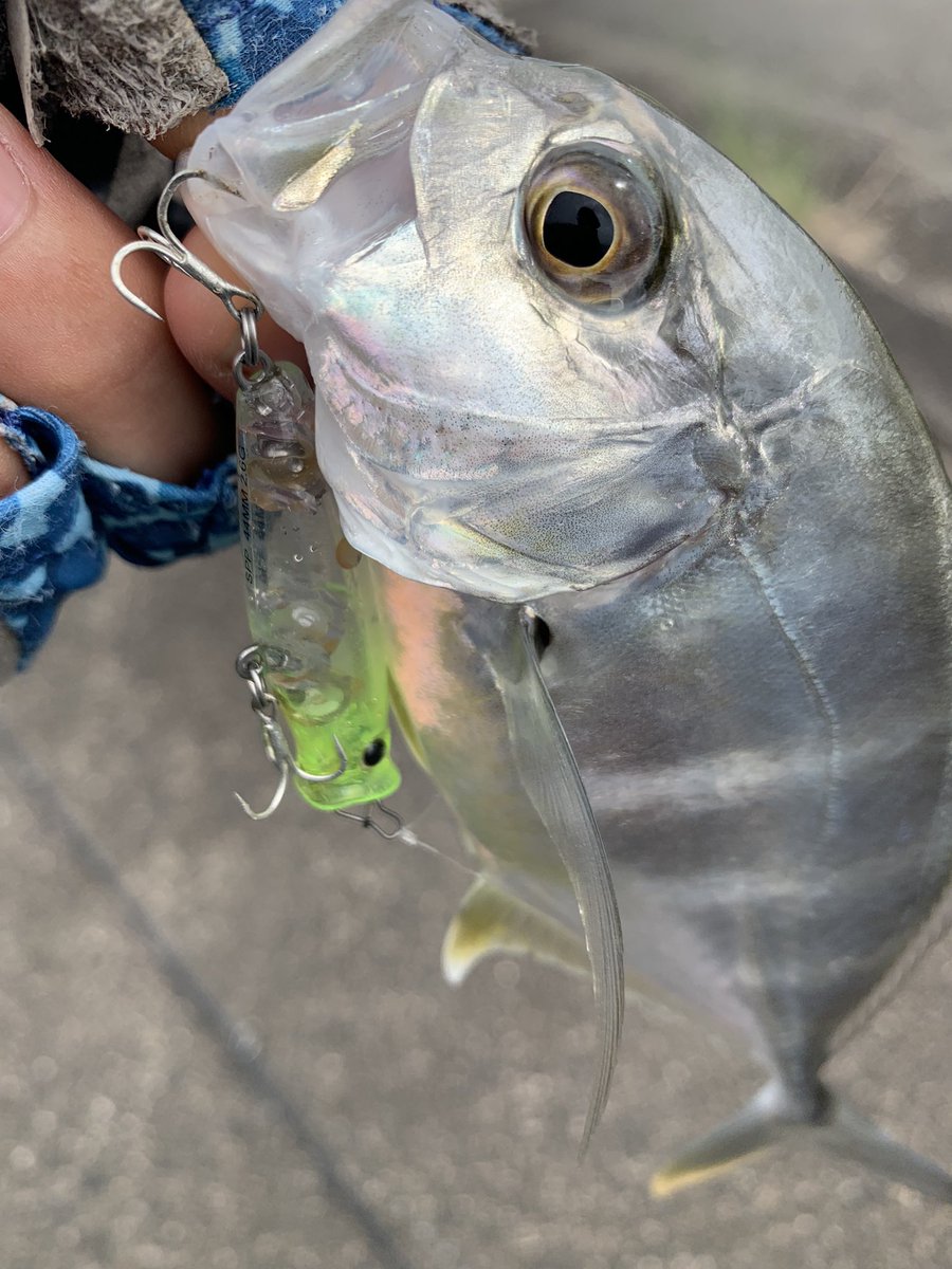 ペンシルポッパー - Search / X