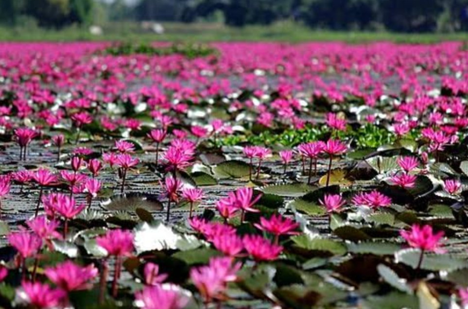 कहने वाले कहे भले कुछ
दिखता वही जो होता है..! 
कार्य करे जो सतत समाज हित
समाज उसी को चुनता है..!

दुष्प्रचार के पत्थर या गालियों की कीचड़ हो.... 
रोक भला है कौन सके कमल तो खिलकर रहता है...!!

#HaryanaElections #BJP