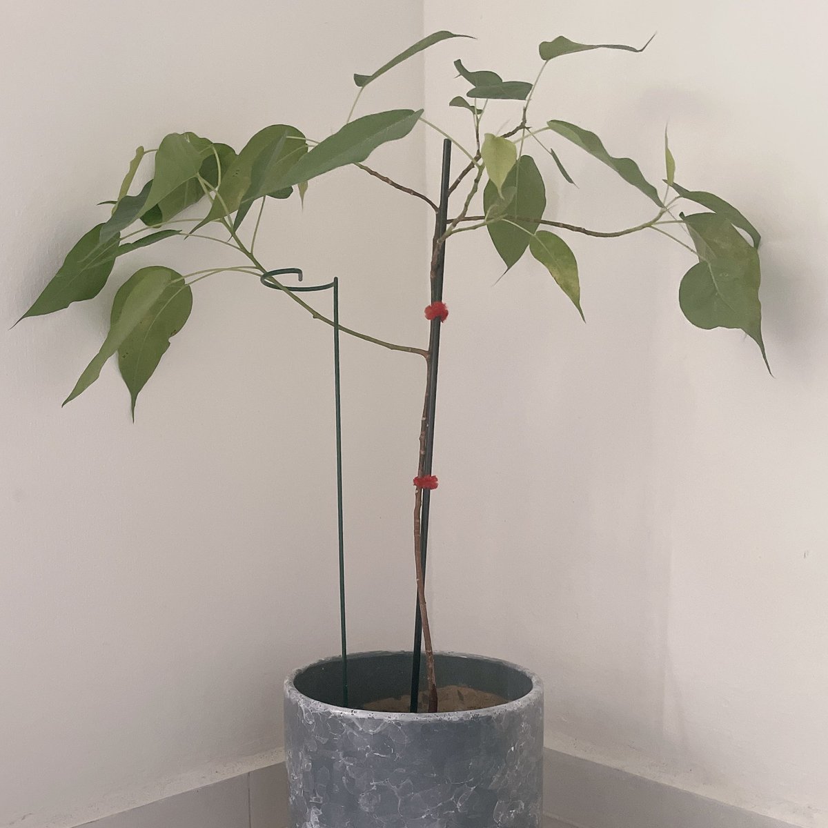 ikuraying's tweet photo. Bodhi tree update 🌱 https://t.co/fBhTo5BzYo