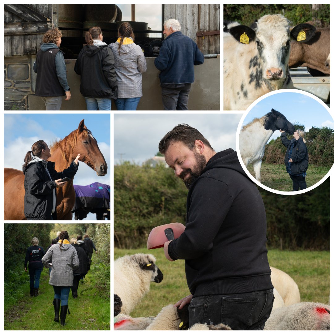Did you know? <a href="/ChaosFarmUK/">CHAOS Farm 🌿</a> offer wonderful volunteer experiences - as <a href="/CornwallCouncil/">@cornwallcouncil</a> can tell you from their recent visit! 🐏 🐄 🐓 

This year's season is coming to an end, but you can get in touch to discuss 2025 dates... 👇🏼
✉️  hello@chaosgroupcornwall.co.uk
📞 01872 277600