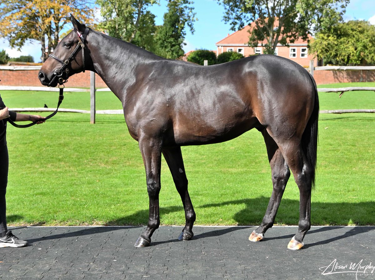 Darley in Europe tweet media
