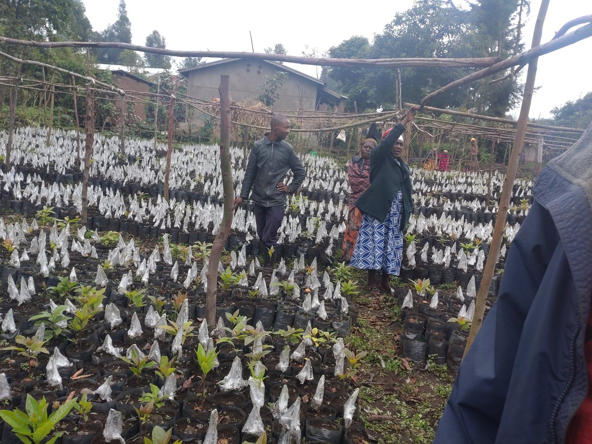 UmuhireNoel's tweet photo. The Rugi community in Musanze @KinigiSector celebrates joining a saving group and launching nursery project with 10,000 avocado, tamarillo, &amp; passion fruit seedlings, promoting local agriculture and economic development.
#ThisIsCorpsAfrica #MusanzeDistrict
#LocalHelpingLocals https://t.co/r0Mf6uOG11