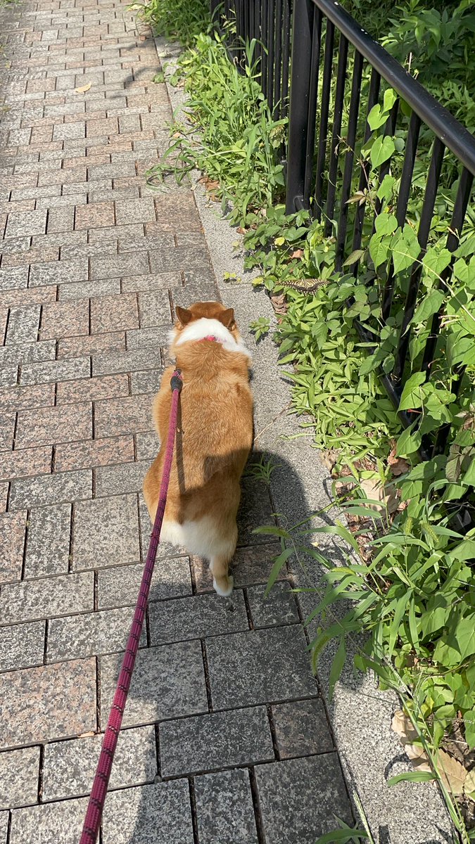 _ocojo's tweet photo. ほんの少しだけだったけど、蝶々と一緒に散歩したようで良きでした。 https://t.co/NIRKiZAFNa