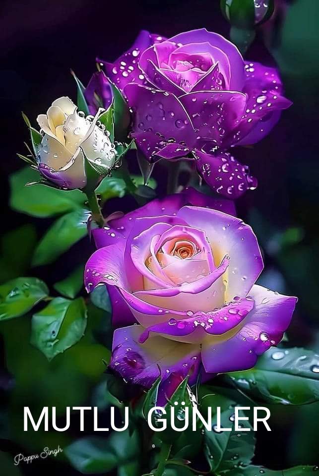 Sedat Arslan tweet media