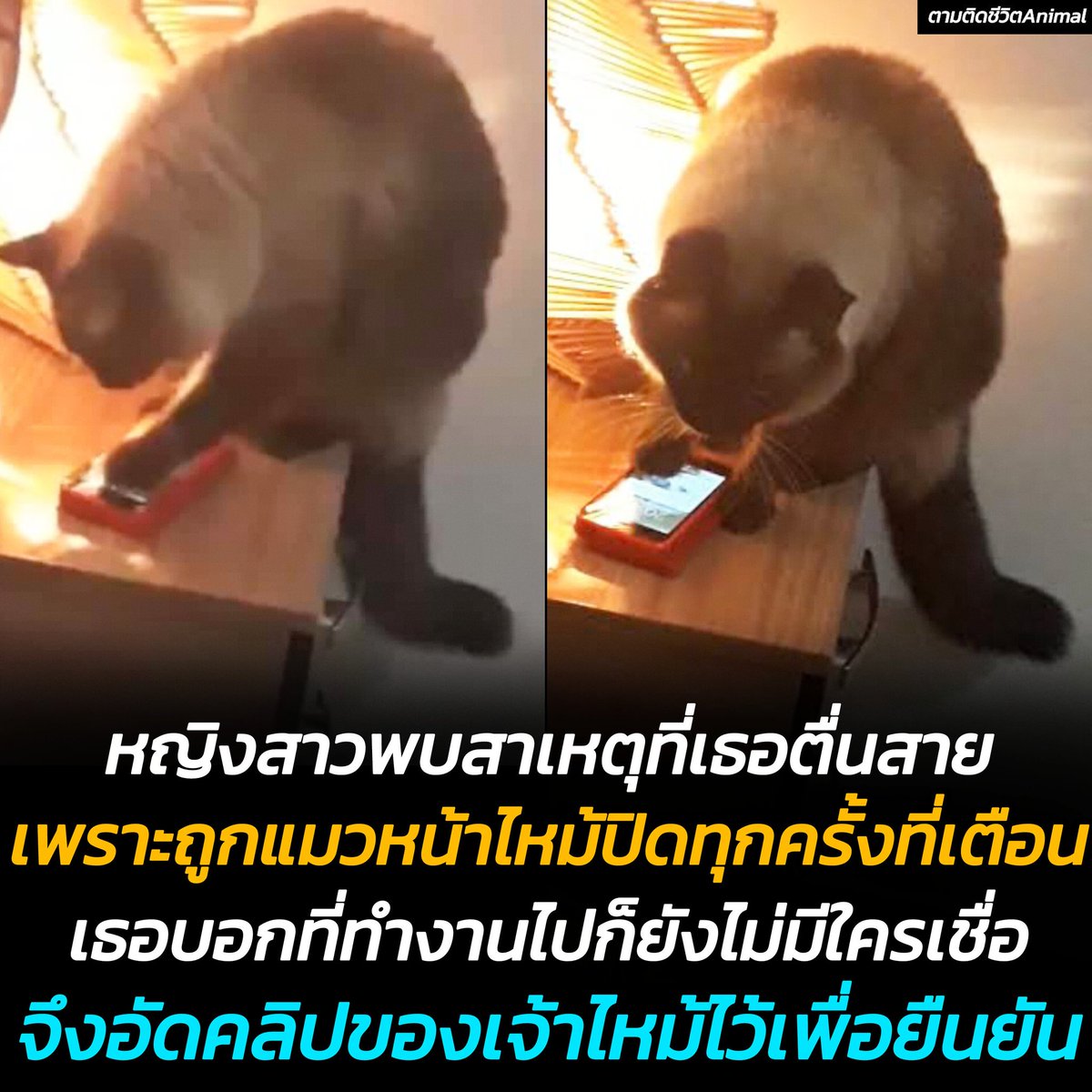 หญิงสาวตื่นไปทำงานสายเพราะนาฬิกาไม่ยอมปลุก แต่เธอกลับแปลกใจว่ามันจะเป็นแบบนั้นได้ยังไง จนกระทั่งเห็นแมวหน้าไหม้ของเธอเดินมาปิดเสียงแจ้งเตือนเอง แม้เธอจะบอกความจริงเรื่องนี้กับคนรอบข้างไปก็ไม่มีใครเชื่อ จนเธอต้องหาหลักฐานมายืนยันว่าเธอไม่ได้พูดโกหก  จากนั้นก็ โป๊ะเช๊ะ !!!