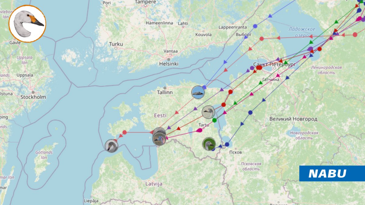 The return of the #Bewick's has begun! 
The first tagged swans reported back: 7 of <a href="/_hanslinssen/">Hans Linssen</a>’s swans are now in 🇪🇪. We're keen to see which of ‘our’ swans will report first, and keep our fingers crossed for a safe return! 

Follow them on our map: 
zwergschwan.de/karte-sendersc…