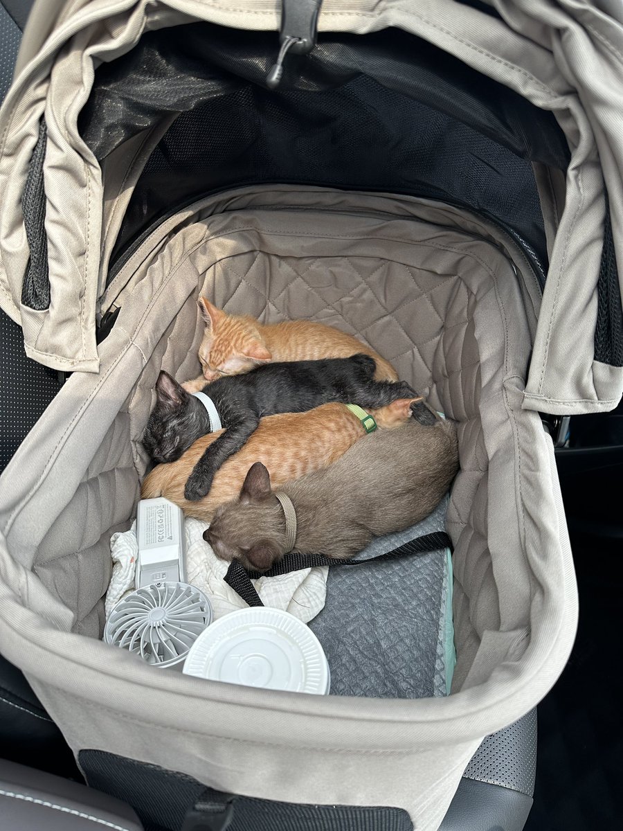 babies' first stroller outing