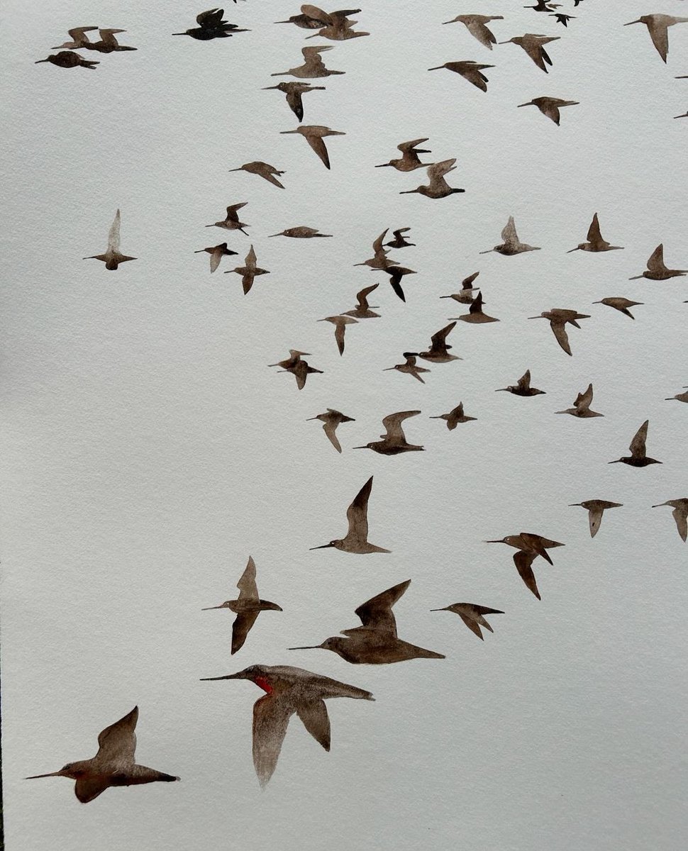 JamesMoir10's tweet photo. There are large flocks of Godwits gathering at the moment.
I celebrate this by making a very large watercolour. https://t.co/a4Rjjn88jA