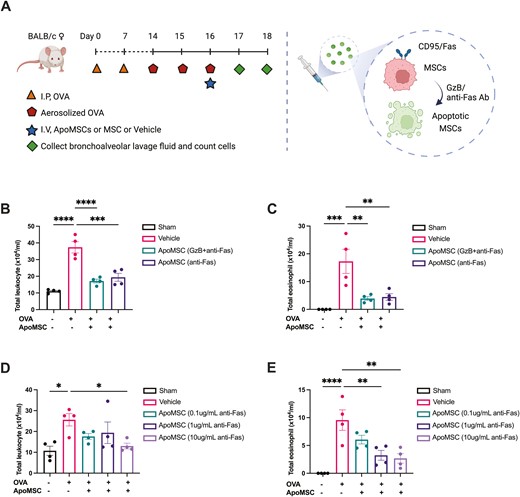 Cryopreserved apoptotic mesenchymal stromal cells retain functional efficacy in suppressing an allergic inflammation in a murine model doi.org/10.1093/stcltm…