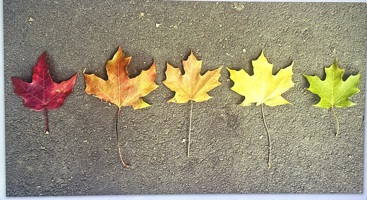 mariofitzm's tweet image. Nos dijimos VARIAS VECES que si alguno moría debía mandarle al otro una señal indicándo que estaba bien.
Quedamos en que LA SEÑAL sería una hoja 🍁.
Hoy a las 04.15 hora de su muerte, desperté, fui a buscar agua y la TV estaba prendida con esta imagen
Familia de 5.
elijo CREER 🙏🏻