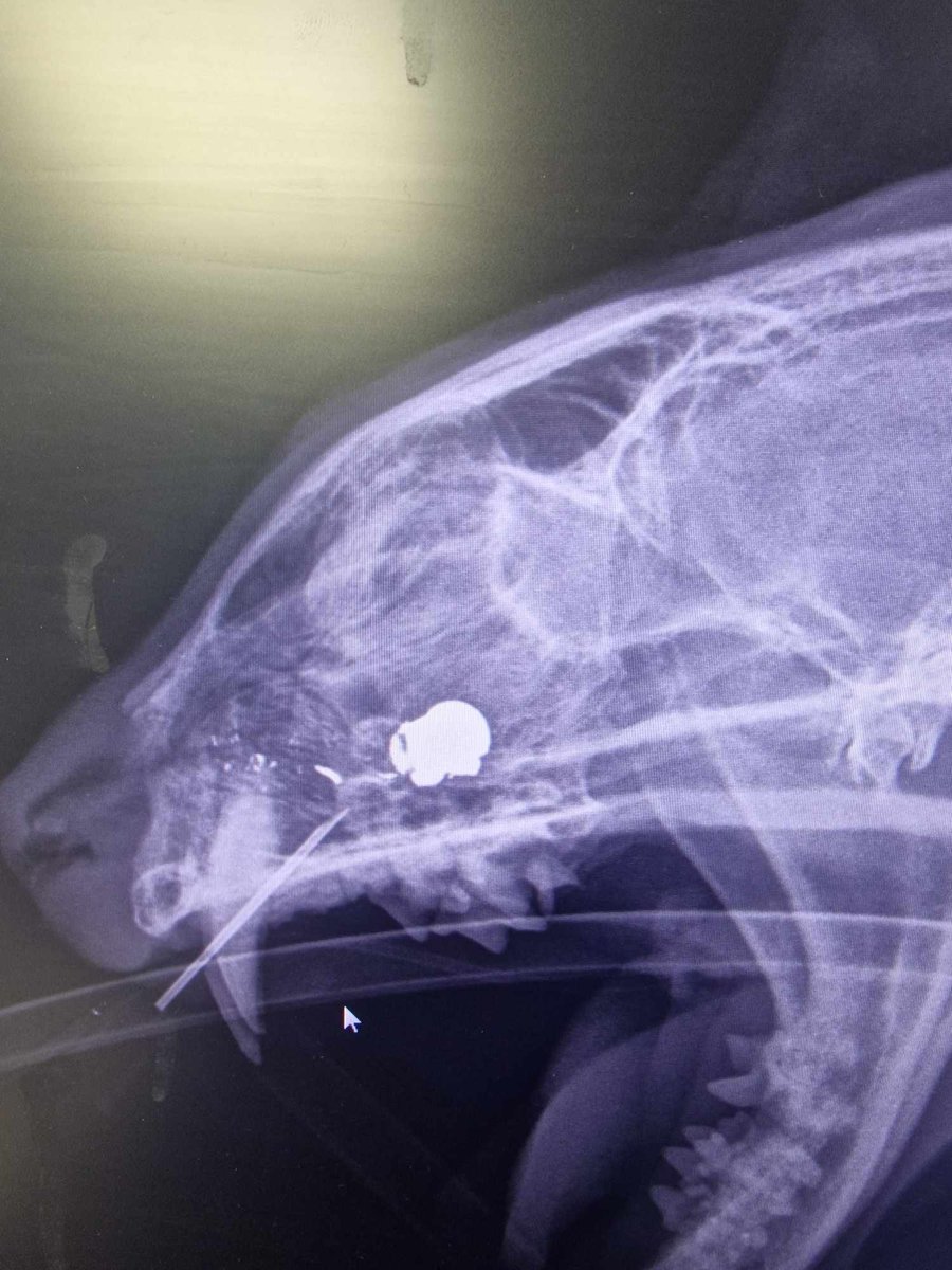 Ten-year-old Butler was showing signs of possible cat flu, but when an X-ray was taken, our team was shocked to find an air gun pellet lodged above his upper teeth from some time ago. Since having his operation, his full personality blossomed in his new home.