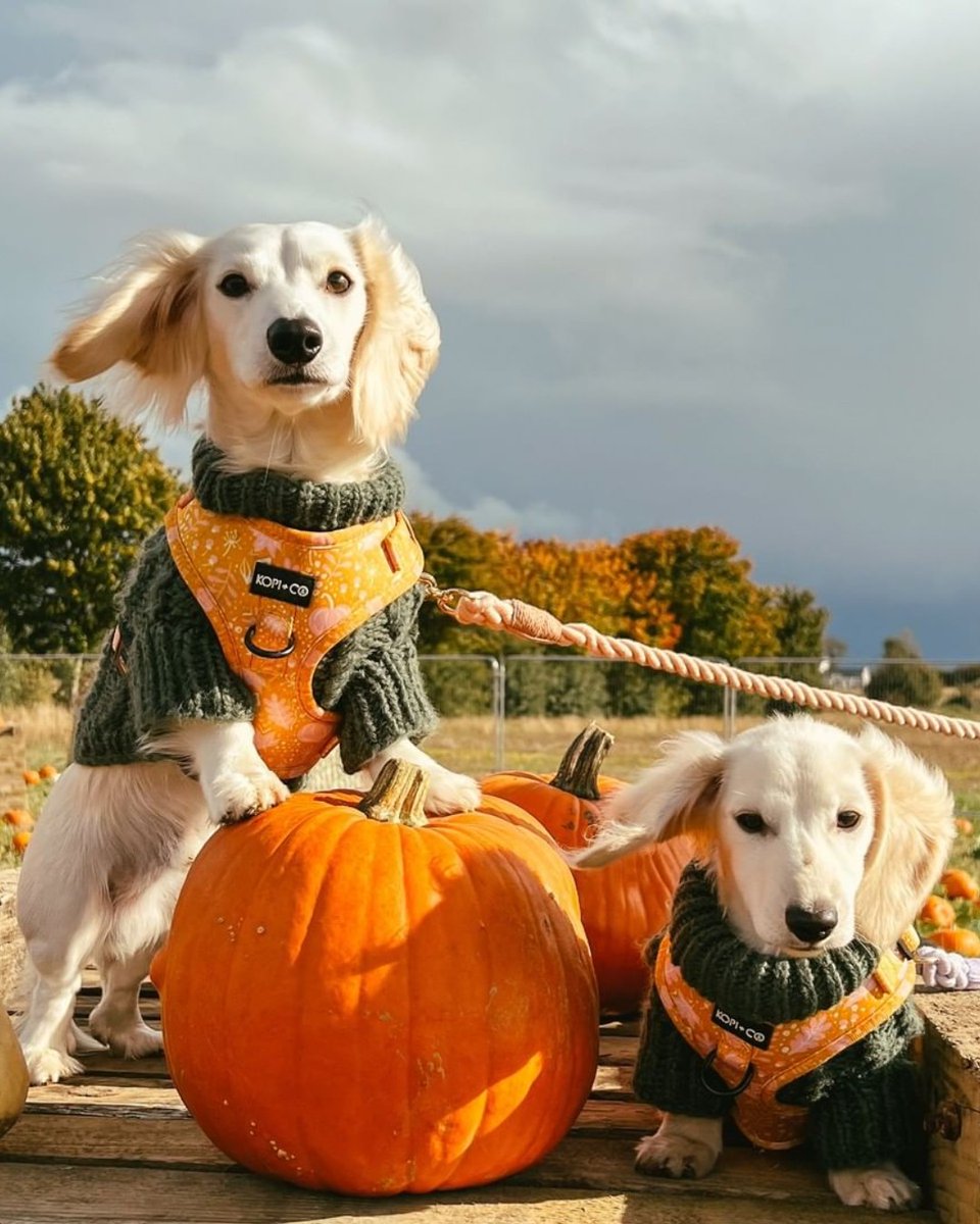 5 Pumpkin Patches to visit this month 🎃⤵
🍂 #ClissmannPumpkinPatch Wicklow
🍂 #Luggwoods Dublin
🍂 #KilkennyPumpkinPicking
🍂 #GalwayPumpkinPatch
🍂 <a href="/ClonfertPetFarm/">Clonfert Pet Farm</a> Kildare

Tag a friend who needs to join! 🧡
📸 kilkennypumpkinpicking &amp; lokiandbros [IG] #KeepDiscovering