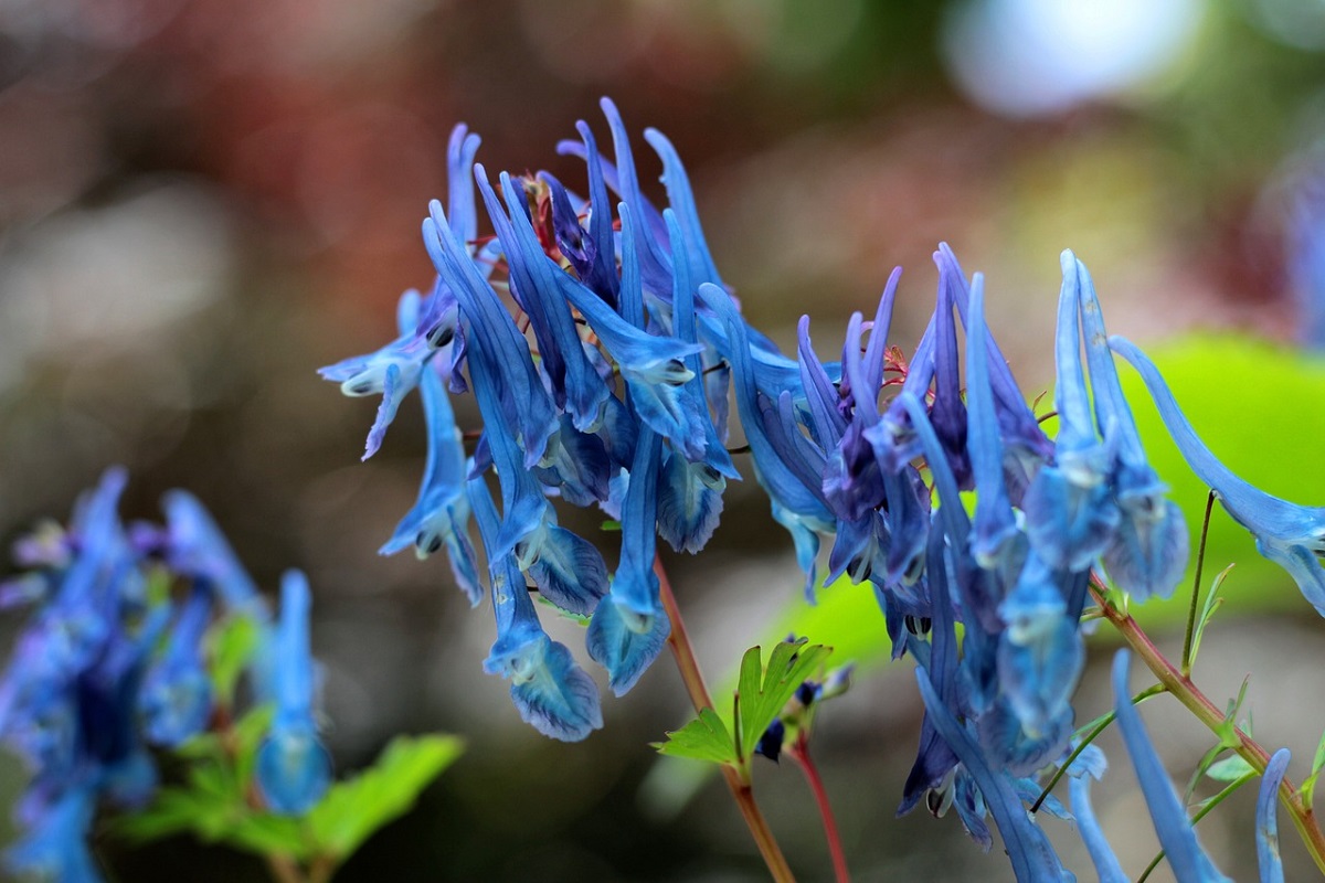 ItalAgro's tweet photo. La Corydalis flexuosa è un’elegante piantina che dona dei fiori blu molto profumati. La fioritura inizia in aprile e prosegue fino a ottobre!
https://t.co/pjUzJ88cib
#vithalgarden #Corydalisflexuosa #Corydalis https://t.co/1DdgrsJhOh
