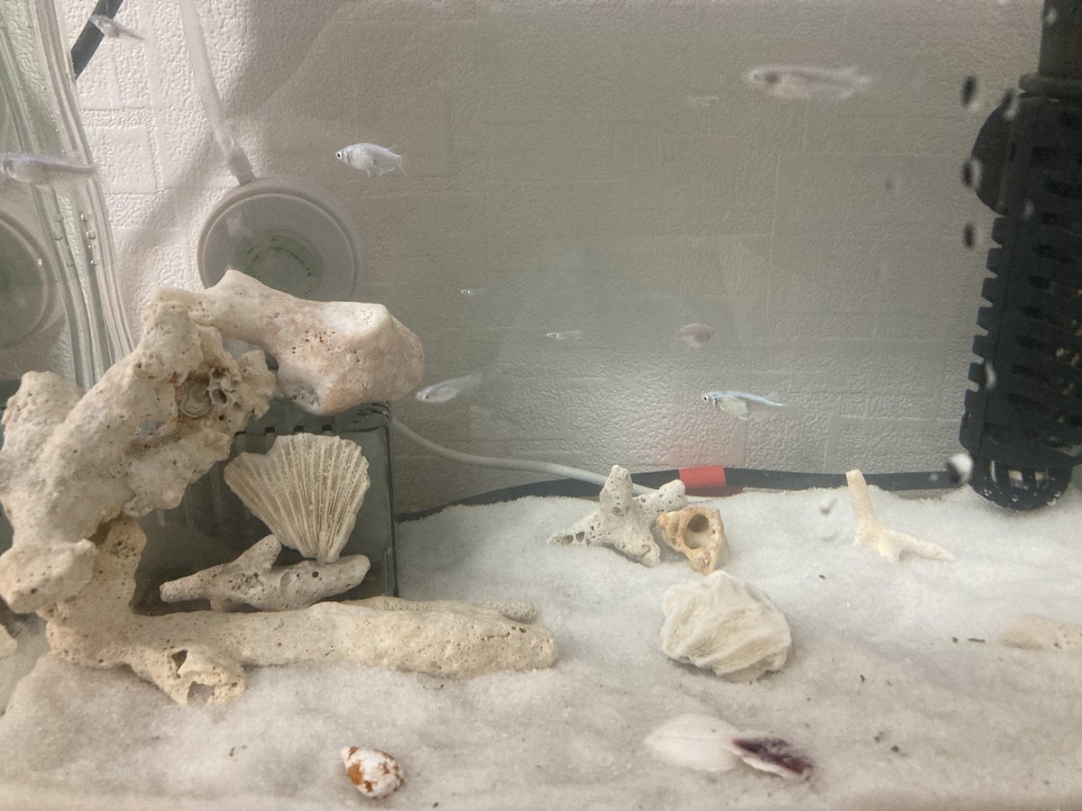 sakanachandaaa's tweet photo. 寒くなってきたので室内に移動🐟
(海水魚に憧れてレイアウトだけ海水風です🤣✨) https://t.co/CwS8vRjlxm