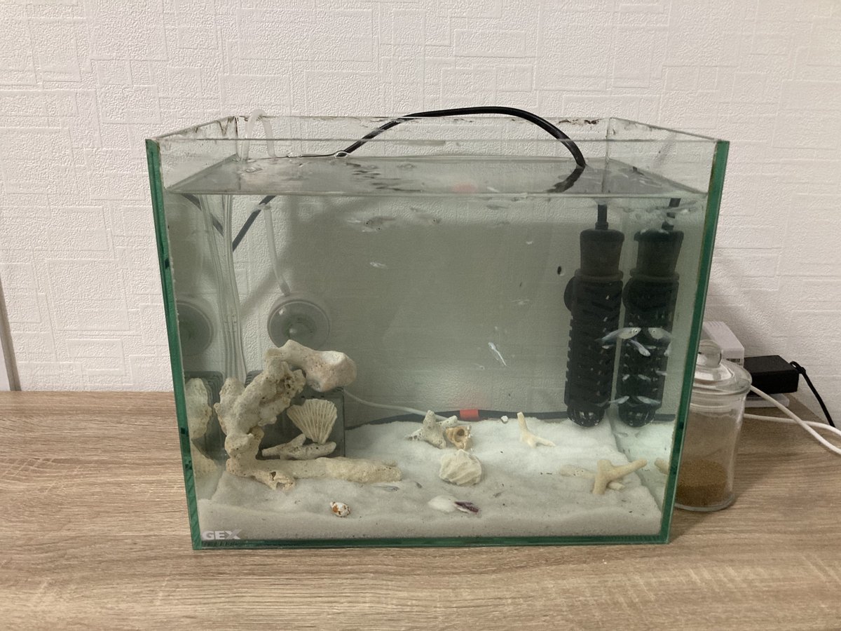 sakanachandaaa's tweet photo. 寒くなってきたので室内に移動🐟
(海水魚に憧れてレイアウトだけ海水風です🤣✨) https://t.co/CwS8vRjlxm