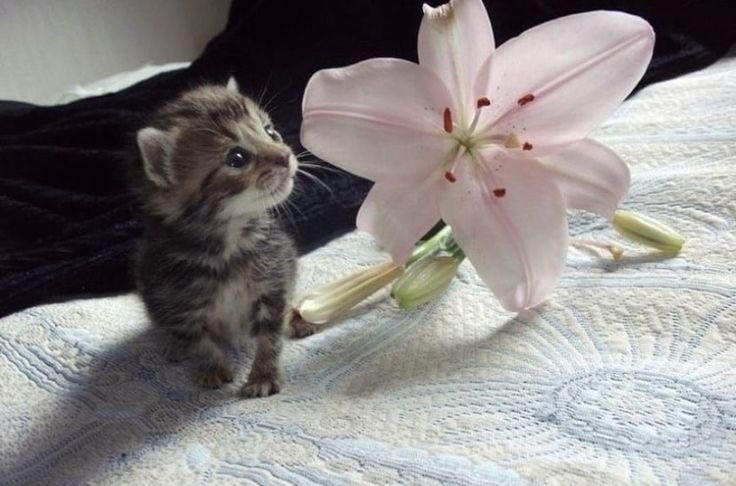 gal౨ৎ tweet media