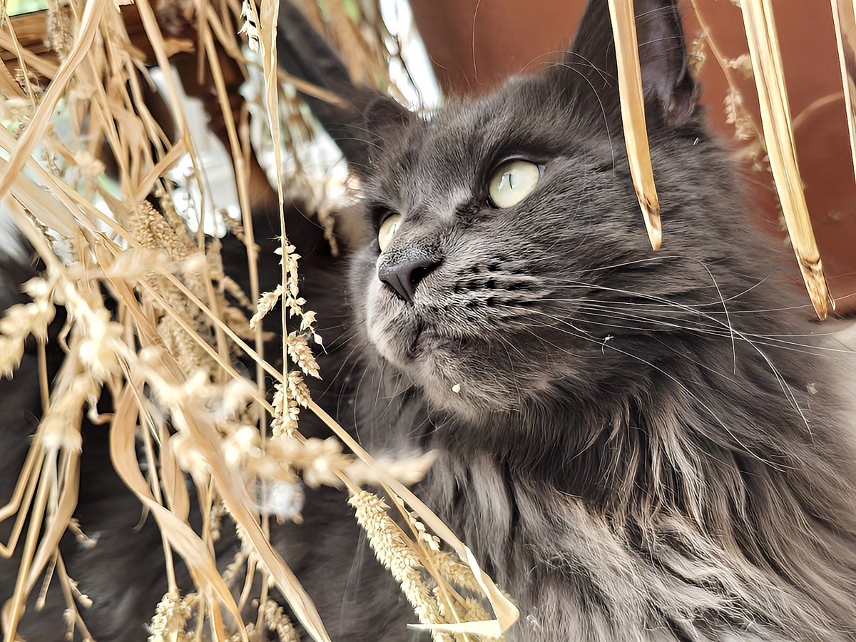 My beautiful boi ♡ 
Salem♡