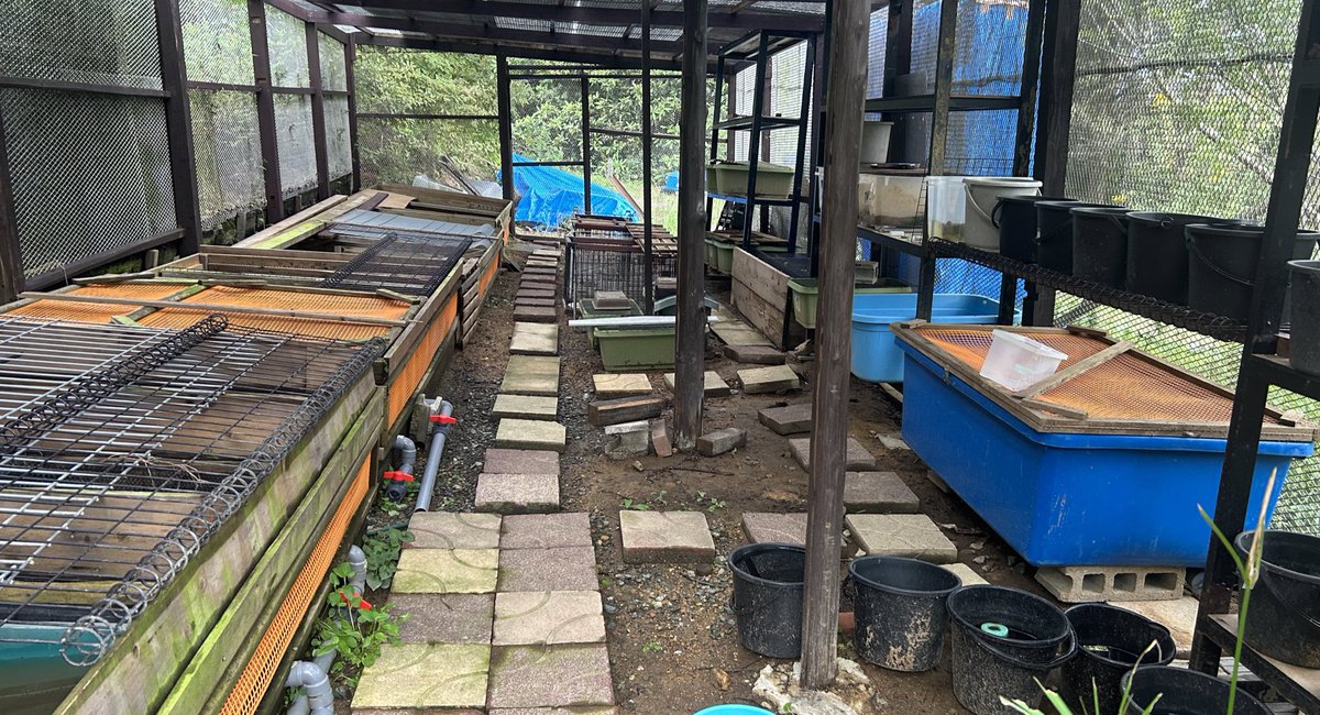 9月までは賑やかだった屋外の飼育場。冬眠しないカメ達は全て取り込み完了。冬が近づくにつれて寂しくなるな😞