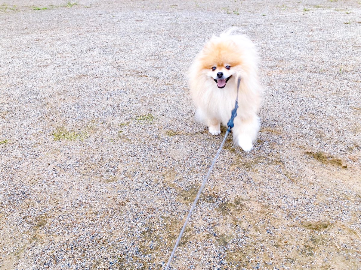 CMeter100's tweet photo. こんばんぽめ🌛
今日も頑張ったみんなはなまる！ https://t.co/oaefsrzfJ9