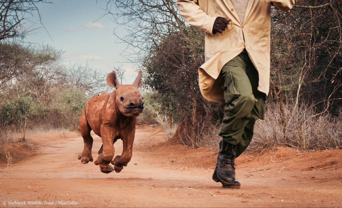 kekwarriorfrog's tweet photo. What a cutest rhino on earth 
His name is Chamboi 
Good entry for me , let's run it's like the next Moodeng !
$Chamboi  CA : DLFZFAM8DDs1QBKbynuoKBKQQvcCrTdV4VZqMfqQpump https://t.co/pdQ8eWO8t7