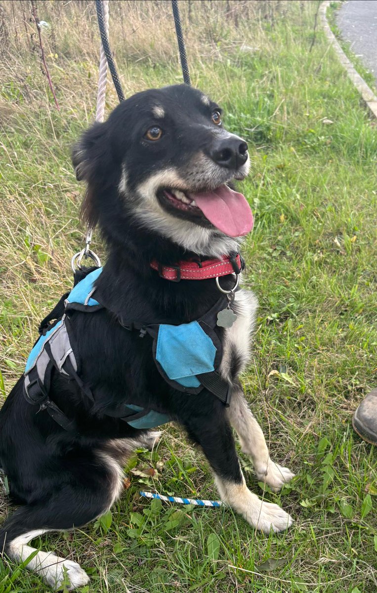 rescuedoggypaws's tweet image. Alfie is in kennels in #Lincolnshire and is available to adopt or foster. He came as an emergency. His home wanted him out so a few rescues had to work together and he's at the kennels
imminghamdogshome.org/form/
#Hull #Grimsby #Scunthorpe #Filey #Hornsea #Mablethorpe #Barnsley