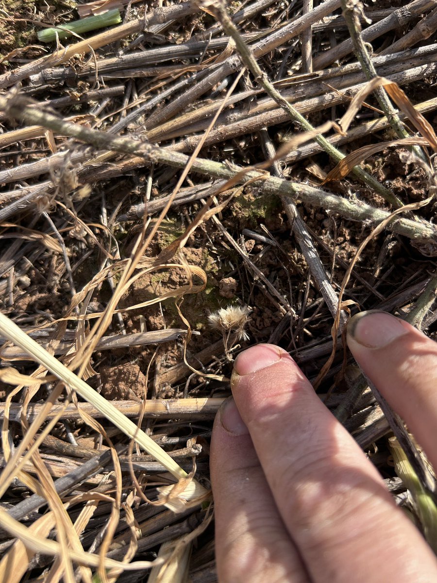 Fleabane update: after a
Glufosinate mix, pre and post em spray for fleabane.. i can’t find any fresh plants just old plants..and seeds on the ground. Might be time for tillage to have a reset of old un-killable plants