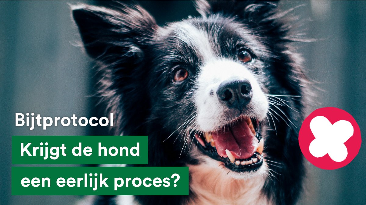 🐾 Hondenbeten moeten zoveel mogelijk worden voorkomen. Maar krijgt de hond wel een eerlijk proces?

We vragen de burgemeester beter naar het belang vd hond te kijken, zodat het bijtprotocol ook honden  veiligheid biedt 🐶❤️

Onze vragen 👉🏽 bit.ly/gebeten_hond_p…

#TeamPlanet 🌎
