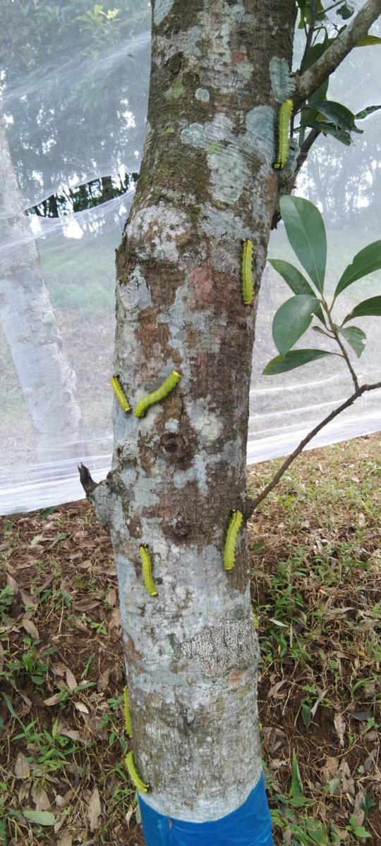 MssoSilk's tweet photo. Late Bhodia muga rearing at CSB MESSO P3 Adokgiri, Meghalaya. Matured worms getting ready for golden harvest. MESSO Adokgiri seed farm is one of the most congenial farm for seed crop rearing in this season. @csbmot @IfsSivakumar @TexMinIndia https://t.co/Vvtf3nSuZn