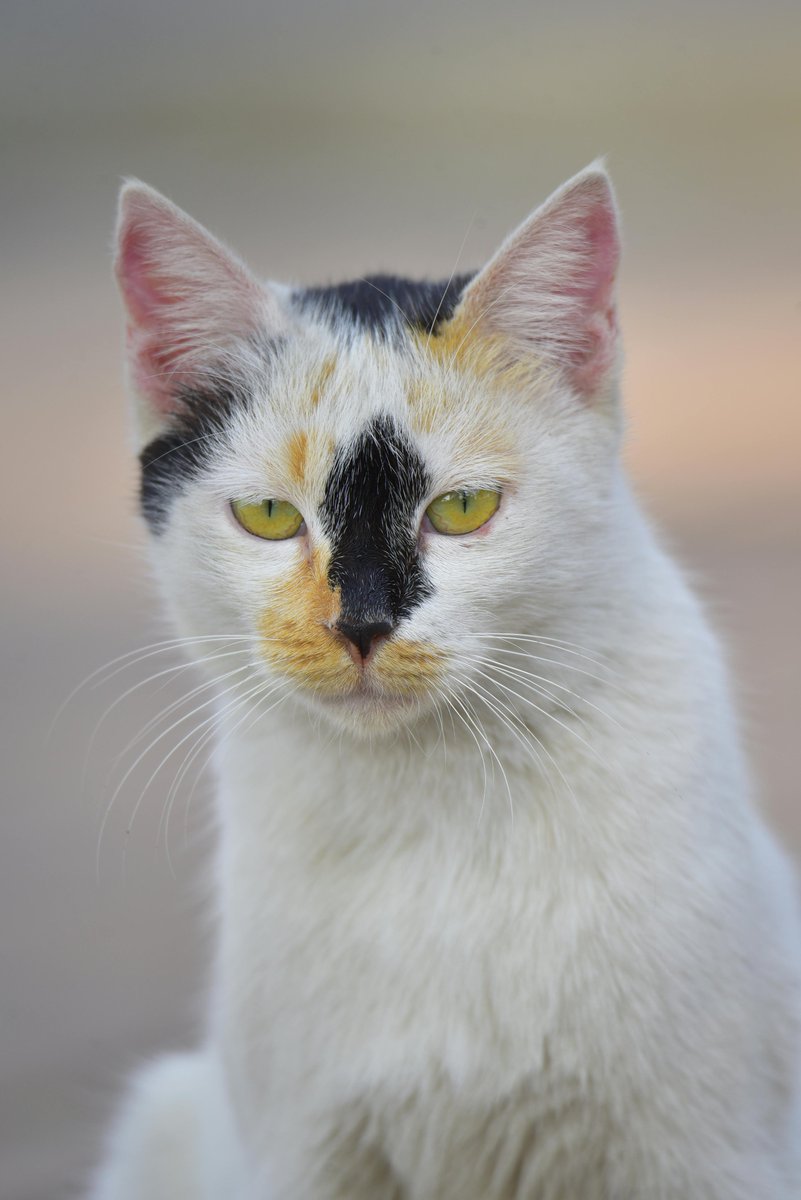 Ислам Колоев tweet media